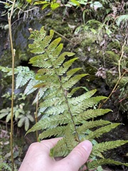 Polystichum setigerum