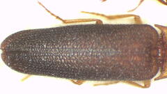 Doloporus thoracicus