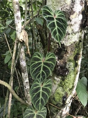 Philodendron verrucosum