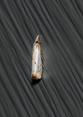 Microcrambus biguttellus