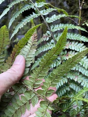 Polystichum setigerum