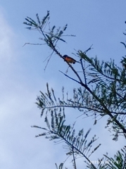 Pericrocotus flammeus