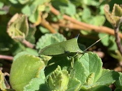 Biprorulus bibax