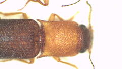 Doloporus thoracicus