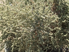 Atriplex polycarpa