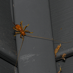 Camptonotus carolinensis