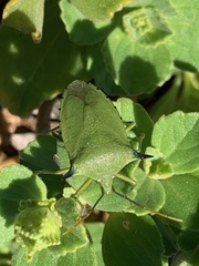 Biprorulus bibax