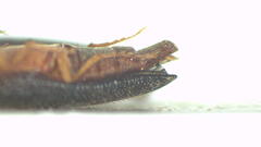 Doloporus thoracicus