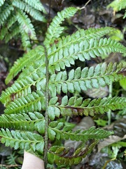 Polystichum setigerum
