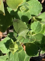 Biprorulus bibax