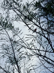 Pericrocotus flammeus