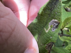 Aulagromyza luteoscutellata