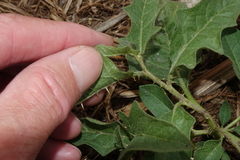 Solanum carolinense