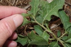 Solanum carolinense