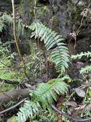 Polystichum setigerum