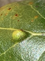 Aceria mackiei