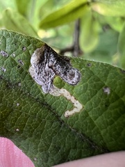 Aulagromyza luteoscutellata