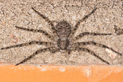 Philodromus margaritatus