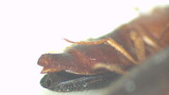 Doloporus thoracicus