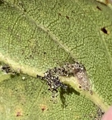 Aceria mackiei