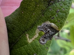 Aulagromyza luteoscutellata