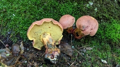 Boletus sensibilis