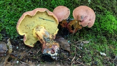 Boletus sensibilis