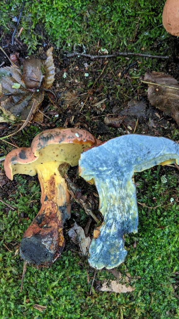 Curry Bolete