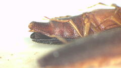 Doloporus thoracicus