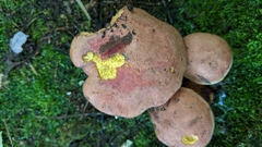 Boletus sensibilis