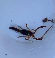 Vaejovis carolinianus