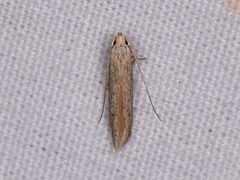 Haplochrois bipunctella