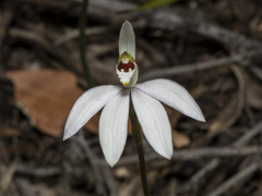 Caladenia catenata