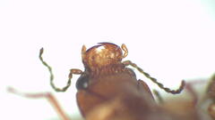 Doloporus thoracicus