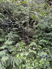 Polystichum setigerum