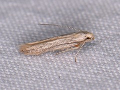 Haplochrois bipunctella