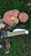 Boletus sensibilis