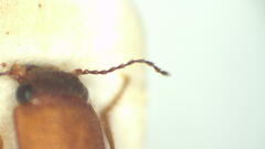 Doloporus thoracicus