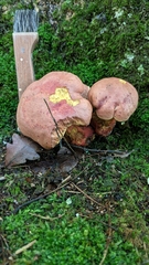 Boletus sensibilis