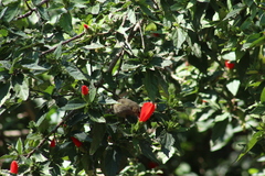 Diglossa baritula
