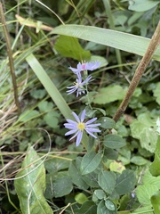 Symphyotrichum shortii