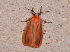 Hypoprepia miniata