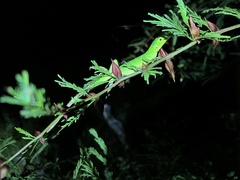 Ctenosaura macrolopha