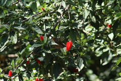 Diglossa baritula