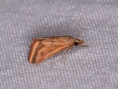 Microtheoris ophionalis