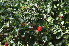 Diglossa baritula