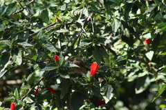 Diglossa baritula