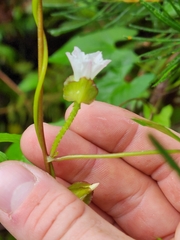 Calystegia marginata