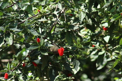 Diglossa baritula