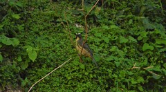 Saltator coerulescens